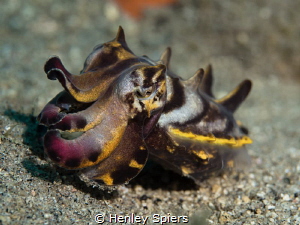 Flamboyant Cuttlefish by Henley Spiers 